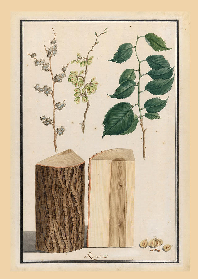 Studies of the leaves, blossoms, fruits and trunk of an English elm. Ulmus procera Drawing by Ludwig Pfleger
