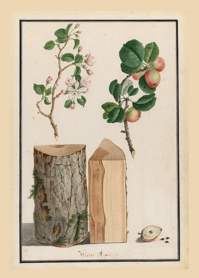Studies of the trunk, blossoms and fruit of a wild apple tree. Malus sylvestris Drawing by Ludwig Pfleger