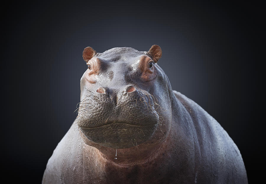 Studio photograph of a hippopotamus (Hippopotamus amphibius) Photograph by Buena Vista Images