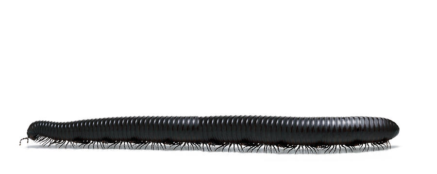 Studio Shot of a Centipede Photograph by Digital Zoo