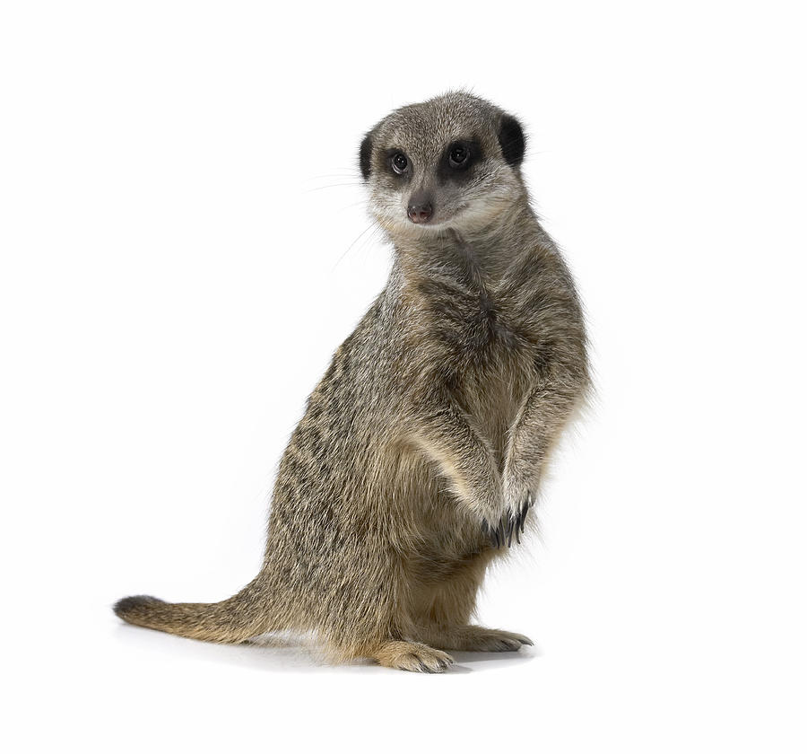 Studio Shot of a Meerkat Photograph by Digital Zoo