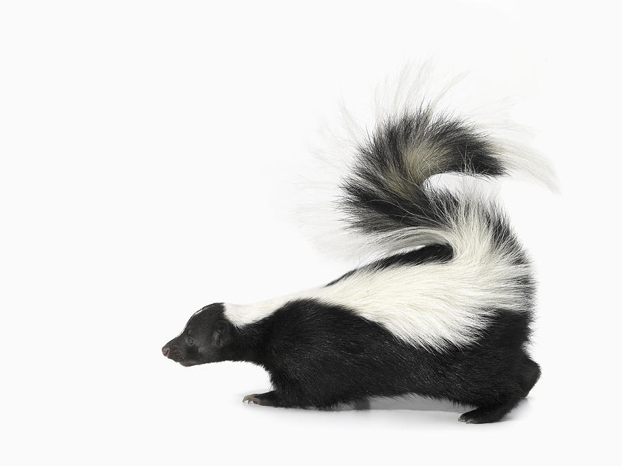 Studio Shot of a Skunk Photograph by Digital Zoo