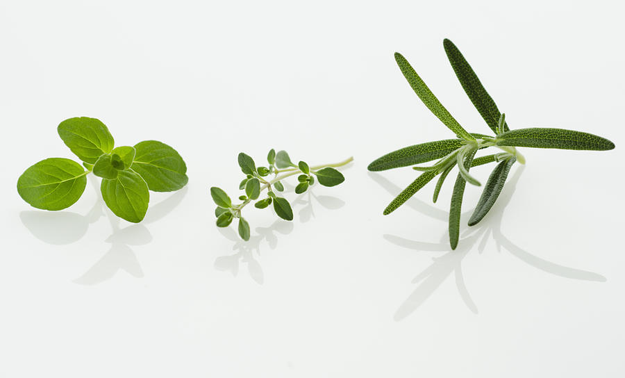 Studio shot of herb seedlings Photograph by Tetra Images