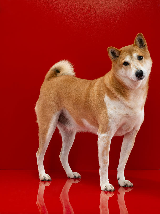Studio shot of Shiba Inu dog on red background Photograph by Chris Stein