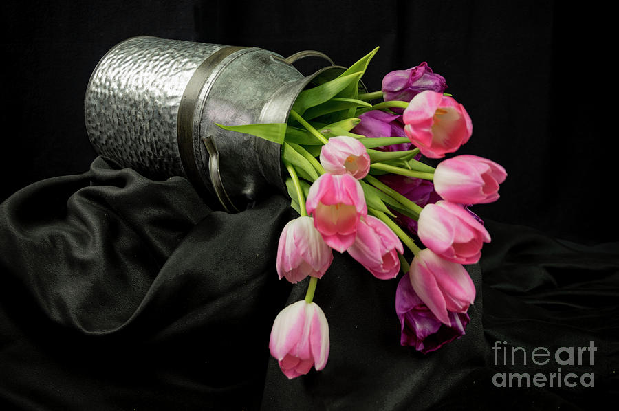Studio Tulips 1 Photograph by Louise Magno
