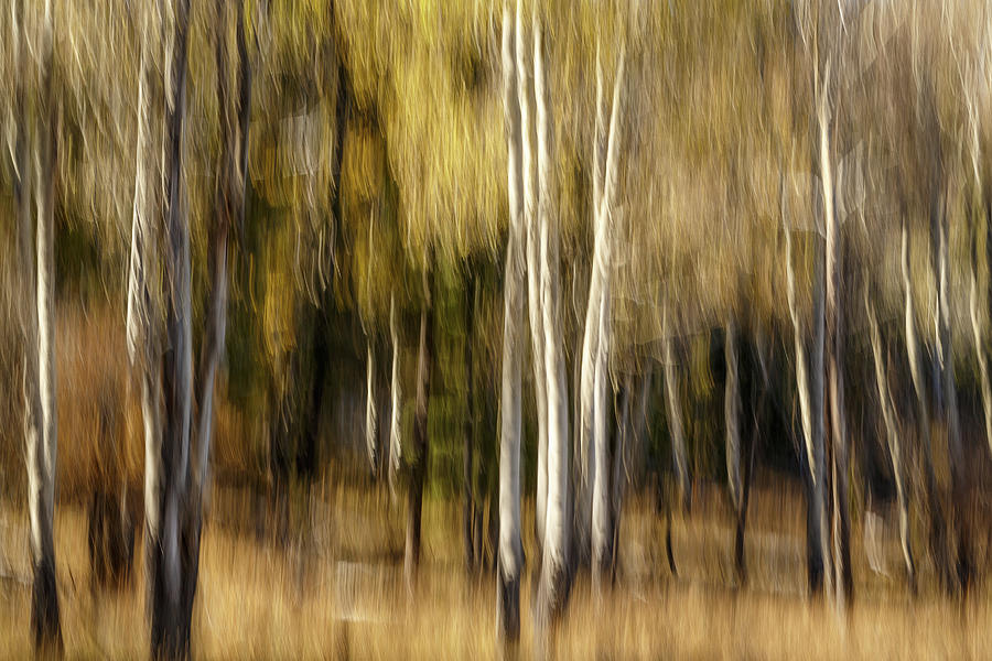 Yellowstone National Park Photograph - Study In Abstract No. 190, Yellowstone by Ann Skelton