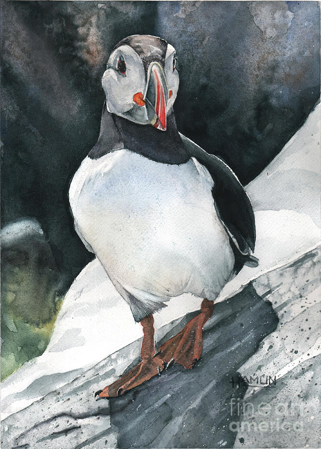 Study in Black and Orange - Atlantic Puffin Painting by Steve Hamlin