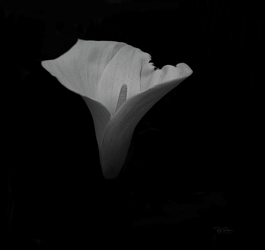 Study in Form  Lily Photograph by Bill Posner