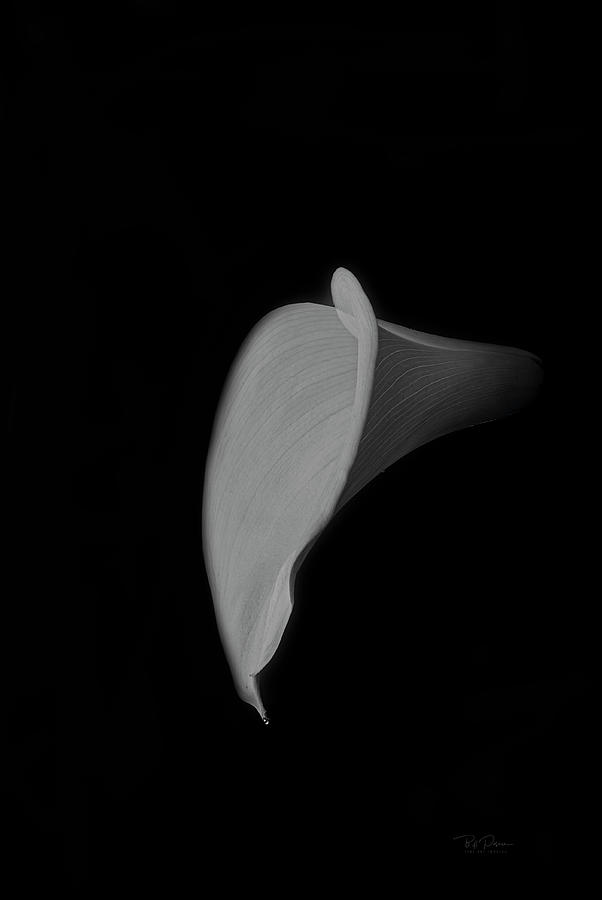 Study in Form  Lily Side Photograph by Bill Posner