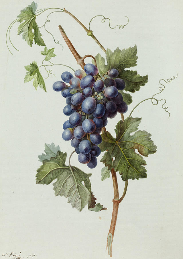 Study of a Bunch of Grapes Drawing by Madame Peigne