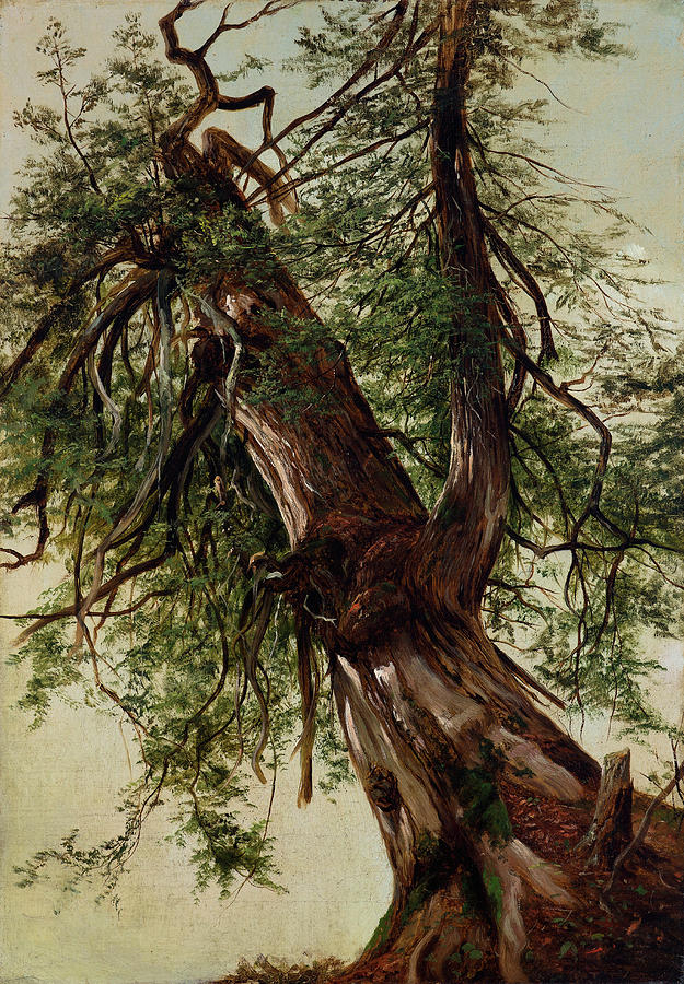 Study of a Cedar Painting by David Johnson