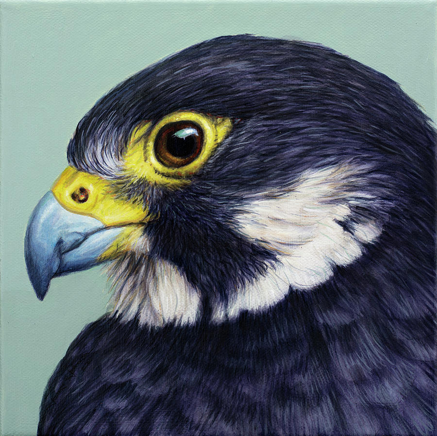 Study of a Falcon Painting by James W Johnson
