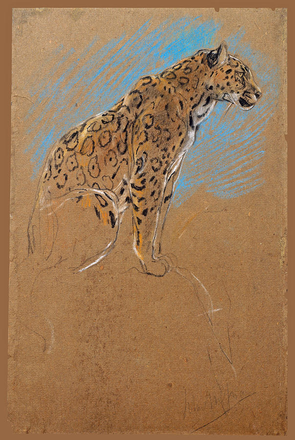 Study of a Jaguar Drawing by John Macallan Swan