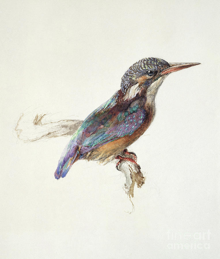 Study of a Kingfisher Painting by John Ruskin