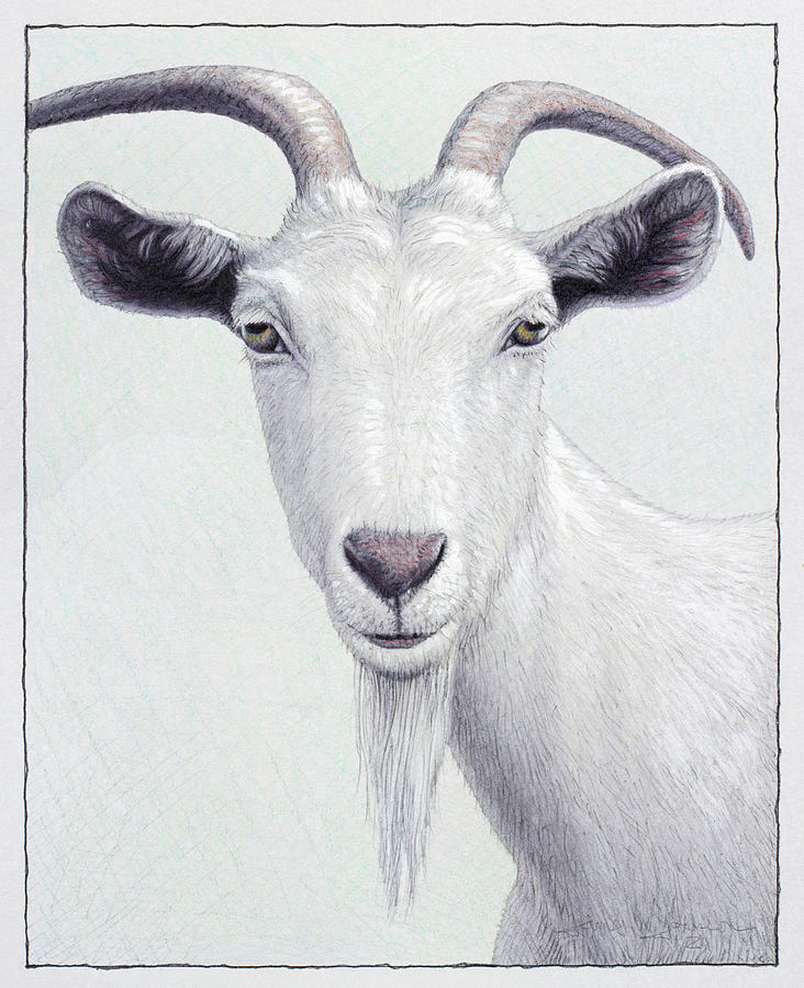 Study of a White Goat Painting by James W Johnson