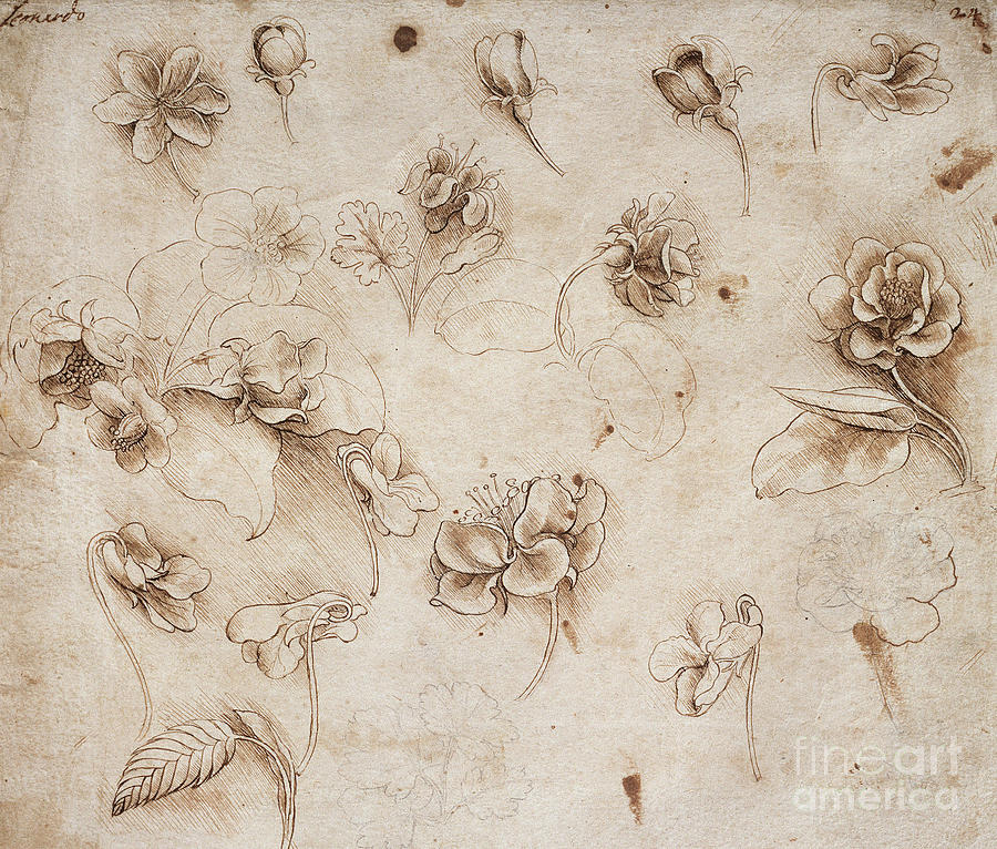 Still Life Drawing - Study of flowers by Da Vinci by Leonardo Da Vinci