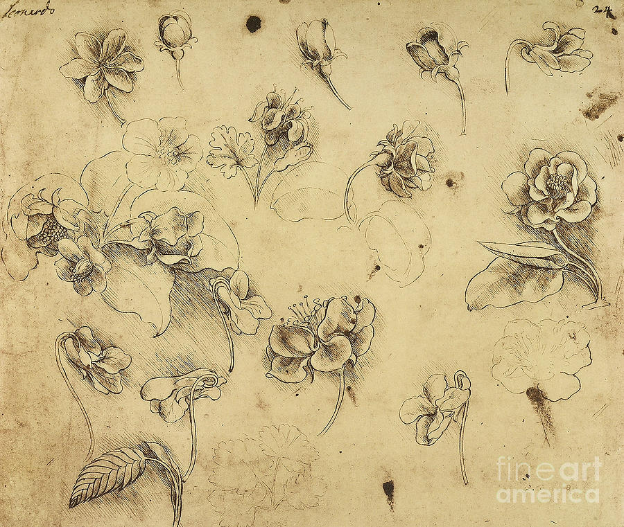 Study of flowers by Leonardo Drawing by Leonardo da Vinci