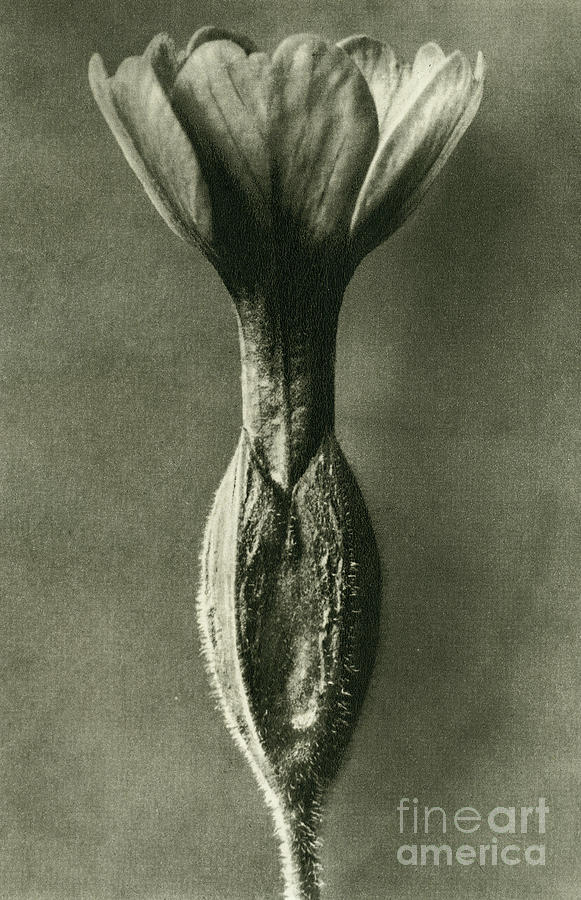 Study of Primula Veris or common cowslip Photograph by Karl Blossfeldt