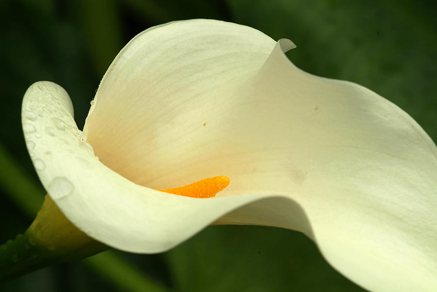 Study of Texture and Lines - Calla Lily Photograph by All copyrights reserved by Harris Hui