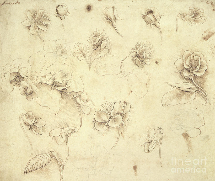 Study of the Flowers Drawing by Leonardo da Vinci