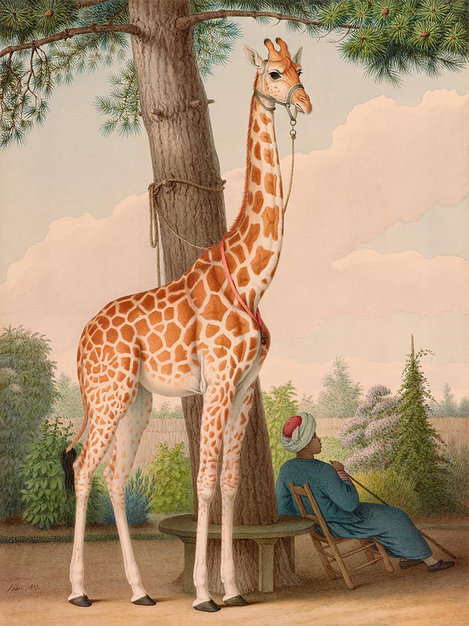 Study Of The Giraffe Given To Charles X Painting