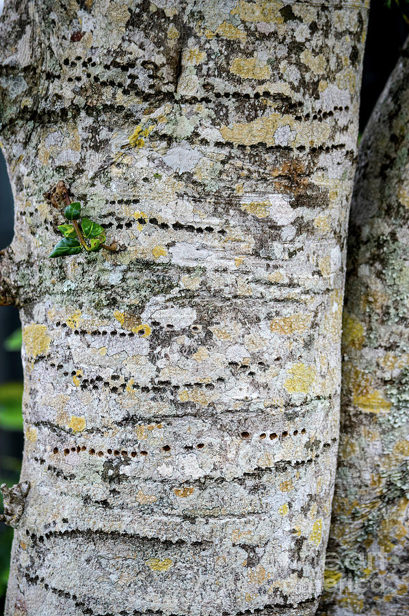 Study of Tree Bark VII Photograph by Marie Dudek Brown