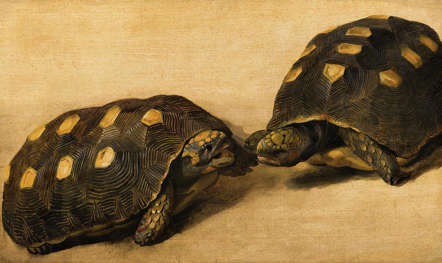 Turtle Painting - Study of Two Brazilian Tortoises by Albert Eckhout