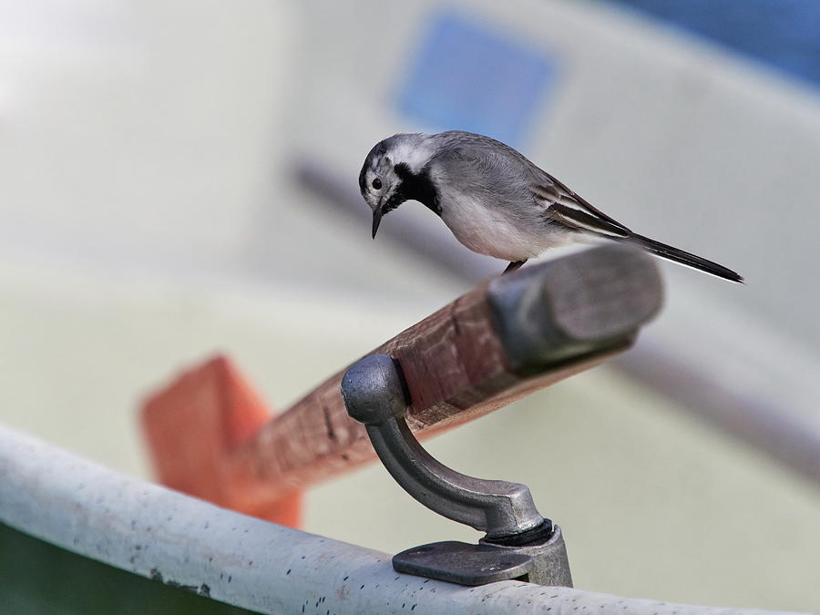 Studying is learning. White wagtail Photograph by Jouko Lehto