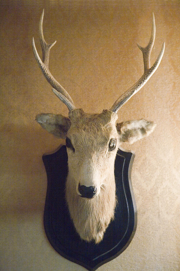Stuffed deer head hanging on wall Photograph by Ichiro