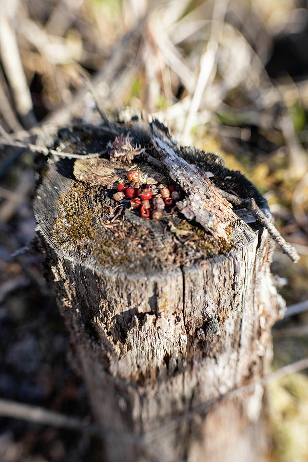 Stump and Berries Photograph by Kimberly Mackowski