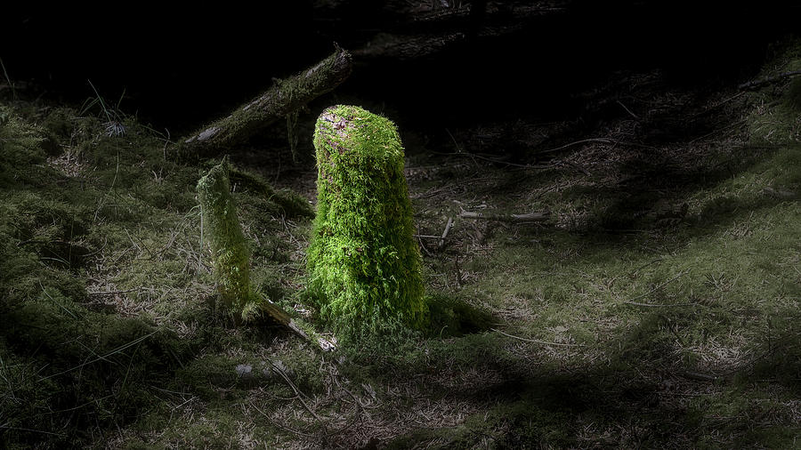 Stump Lives Photograph by Bill Posner