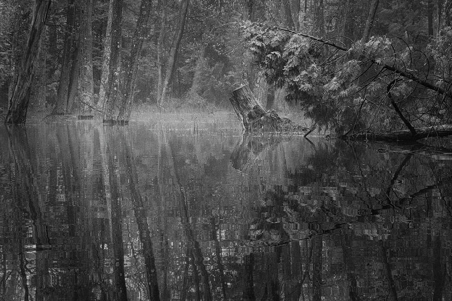 Stump Reflection Photograph by David Heilman