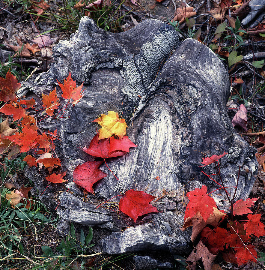 Stump with Character in Autumn Photograph by James C Richardson
