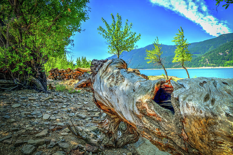 Stumped at Cle Elum Photograph by Spencer McDonald
