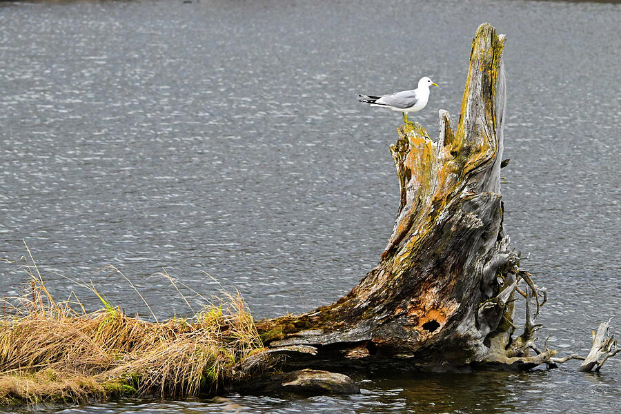 Stumped Photograph by Harry Banks Stumped Photograph by Harry Banks