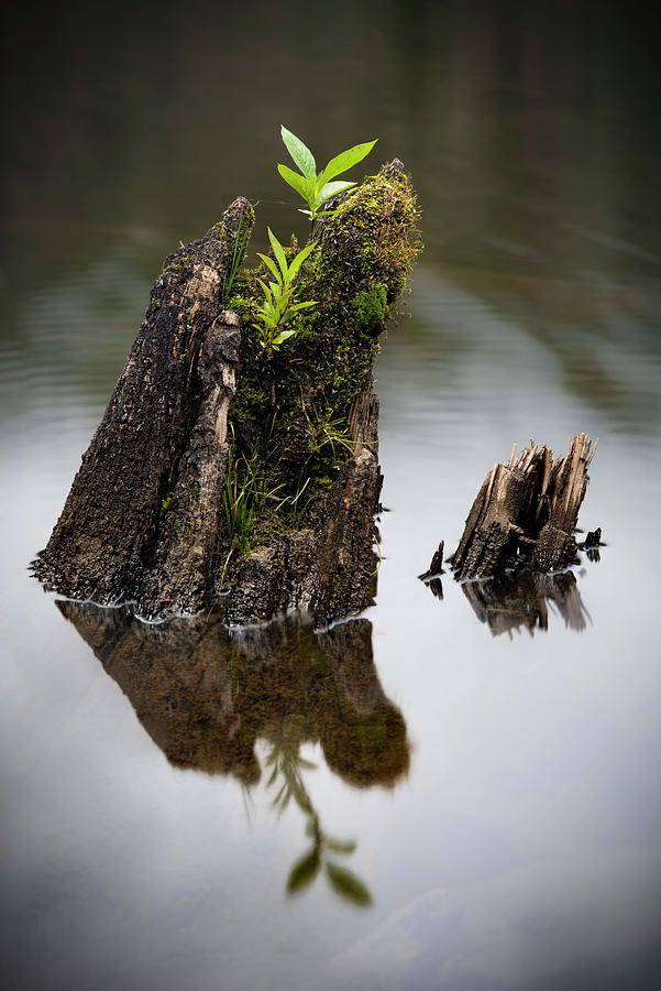Stumped on Reflections Photograph by Kevin Schwalbe