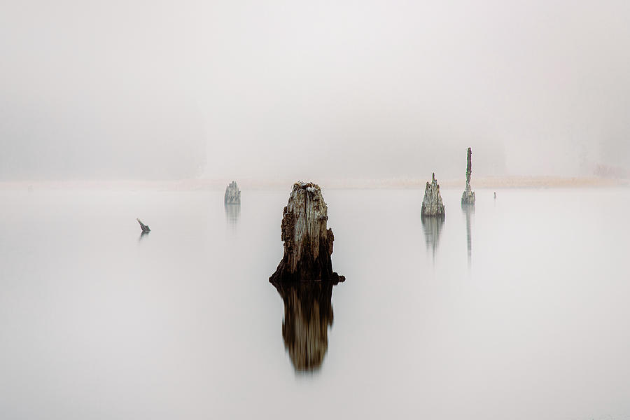 Nature Photograph - Stumps and Fog by Mike Lee