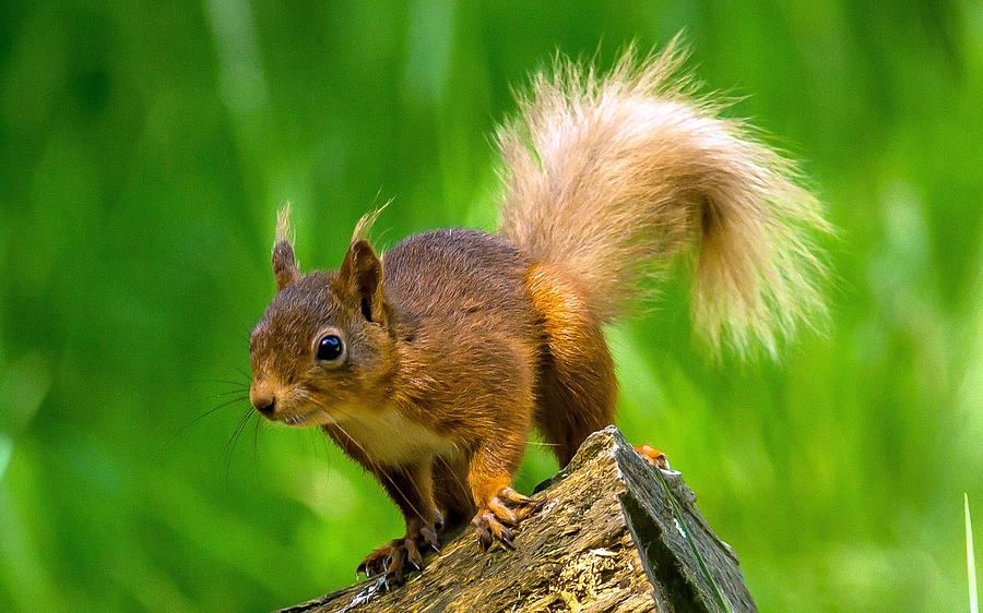 Stunning Adorable Little Squirrel Close Up Ultra HD Photograph by ...