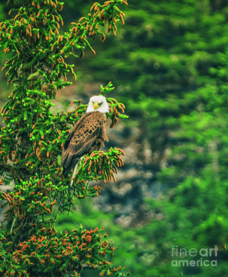 Stunning Bald Eagle Photograph by Robert Bales