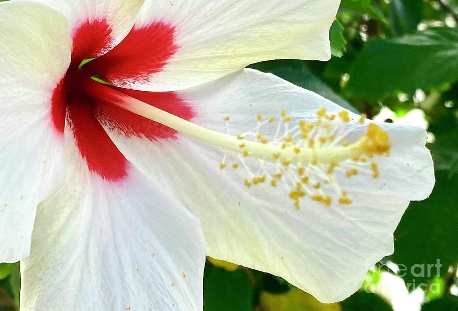 Stunning Beauty Hibiscus Photograph by Charlene Adler