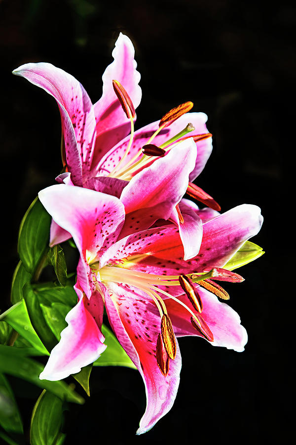 Nature Photograph - Stunning Beauty Stargazer by Marcia Colelli