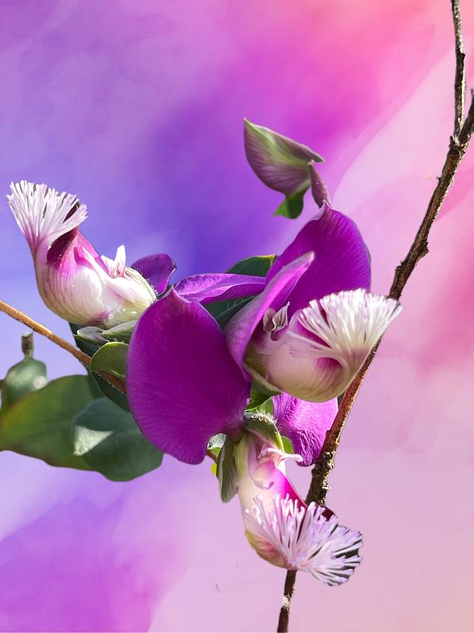 Stunning Blossom  Digital Art by Kathleen Boyles