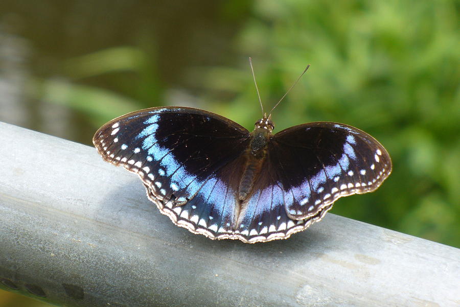 Stunning Blue Butterfly Photograph by Kathrin Poersch