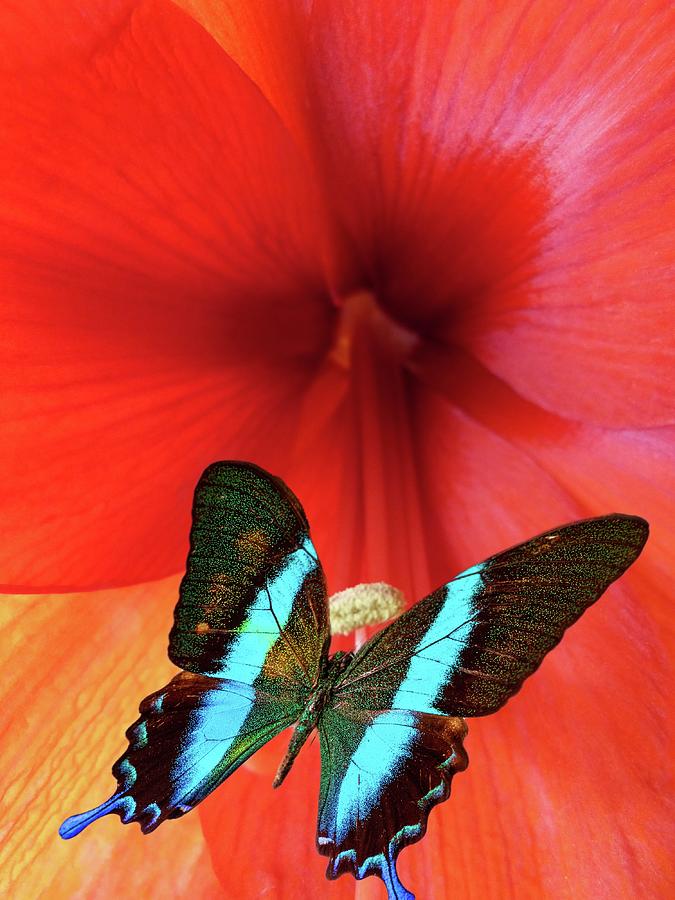 Stunning Butterfly Photograph by World Art Collective