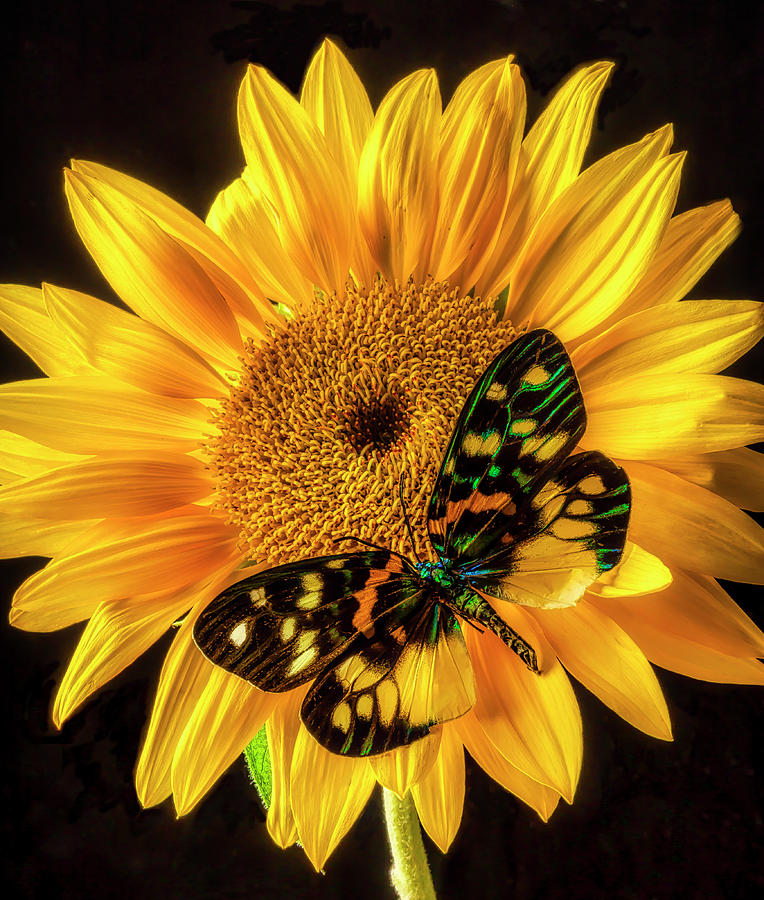 Sunflower Photograph - Stunning Butterfly On Garden Sunflower by Garry Gay