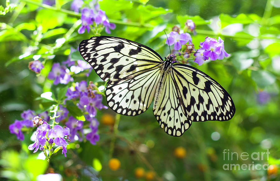 Stunning Butterfly Photograph by Shirley Dutchkowski