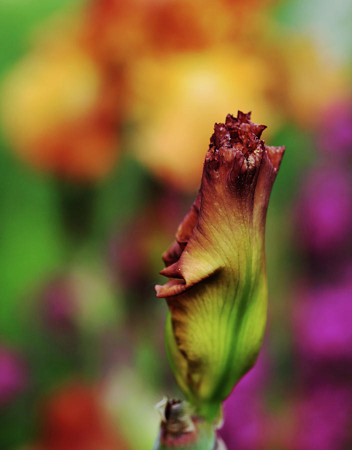 Stunning Butterscotch Bud Photograph by Debbie Oppermann