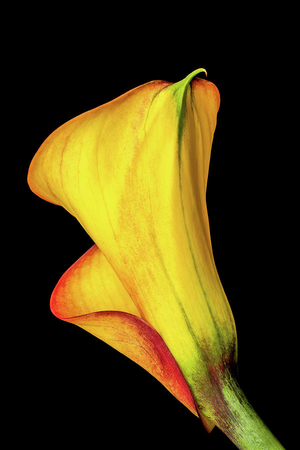 Stunning Calla Lily Photograph by Elvira Peretsman