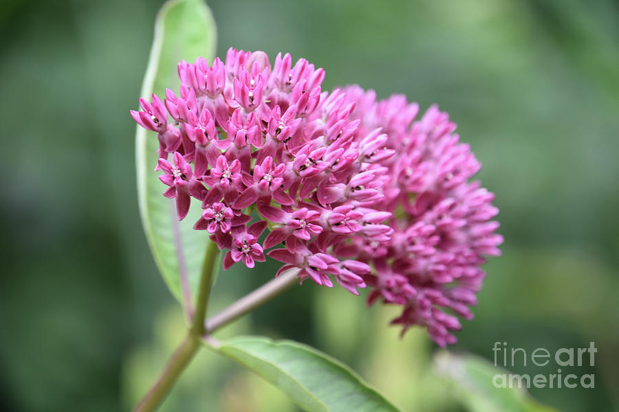 Stunning Close Up of Pink Flowering Milkweed Photograph by DejaVu