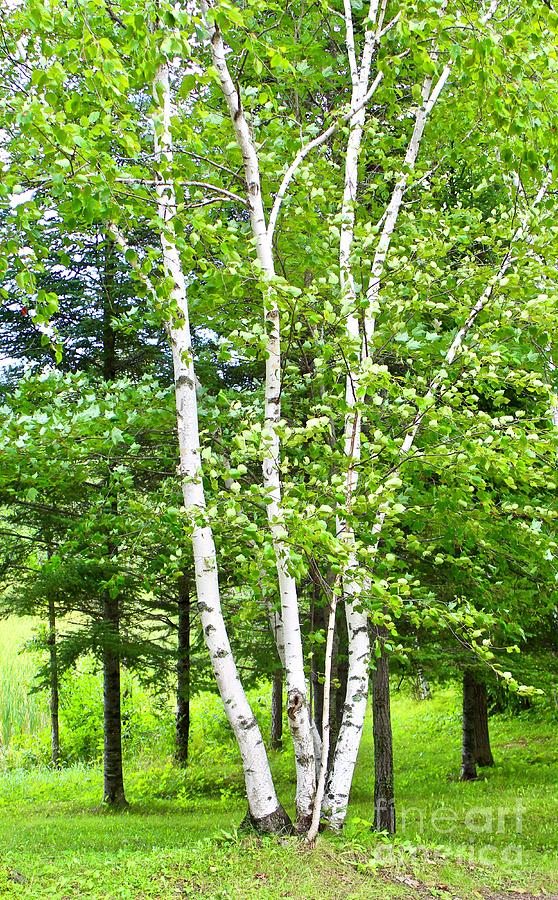 Stunning Cluster of Birch Photograph by Ann Brown | Fine Art America